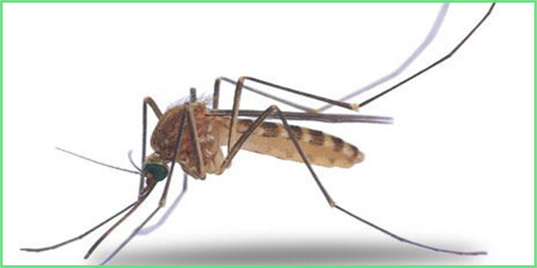 Muỗi chỉ sống được khoảng 2 tháng