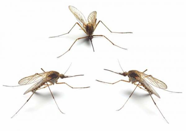 Muỗi có mặt trên Trái đất từ 210 triệu năm trước