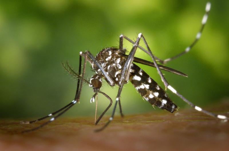 Muỗi có thể phát hiện ra khí cacbonic từ khoảng cách 22 mét