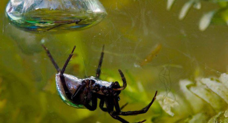 Có một loài nhện thực sự sống trong nước