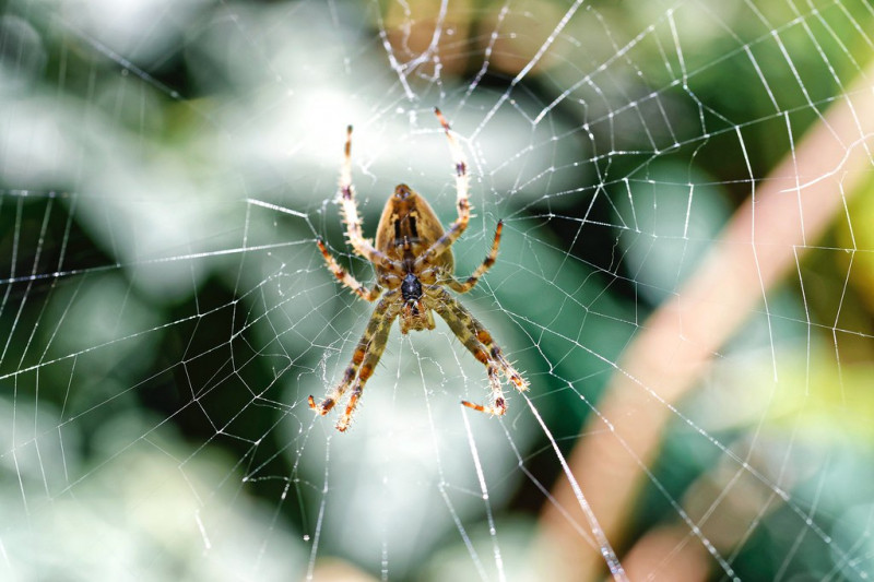 Đặc điểm ngoại hình của loài nhện
