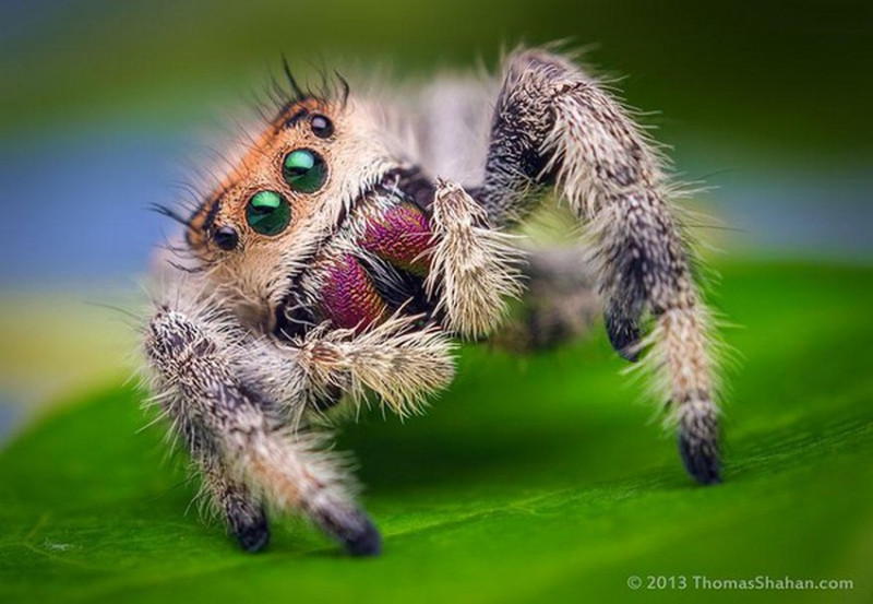 Không phải tất cả nhện đều làm mạng nhện