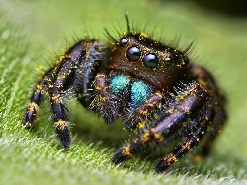 Máu của nhện có màu xanh