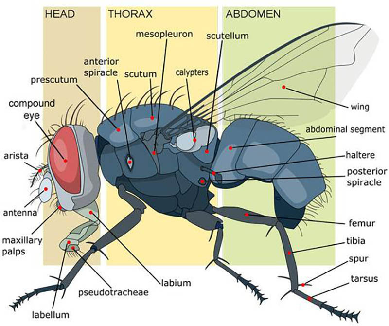 Cấu tạo cơ thể của ruồi