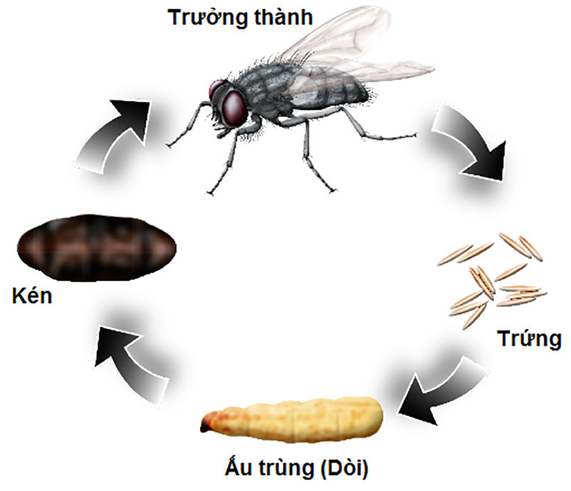 Vòng đời của ruồi