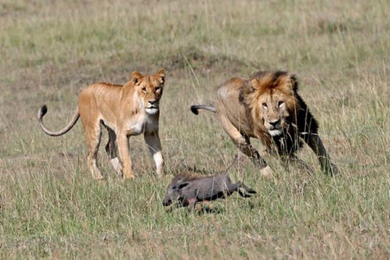 Tập tính săn mồi của sư tử