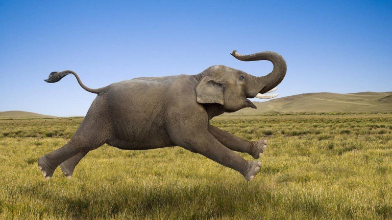 Hình tượng con voi trong văn hóa