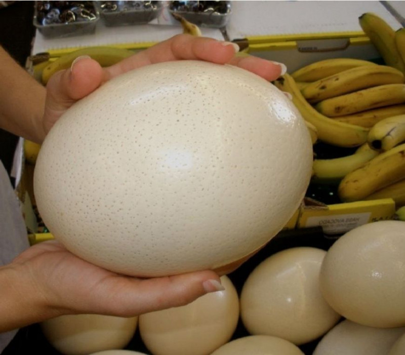 Trứng đà điểu là quả trứng lớn nhất thế giới