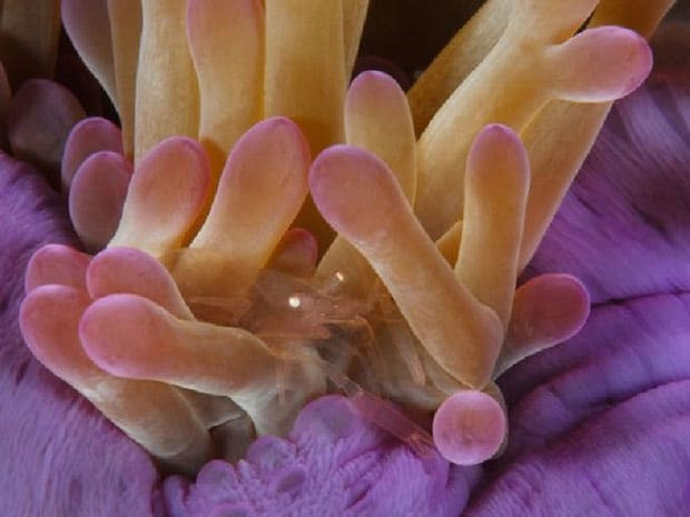 Hải quỳ có nhiều cách sinh sản