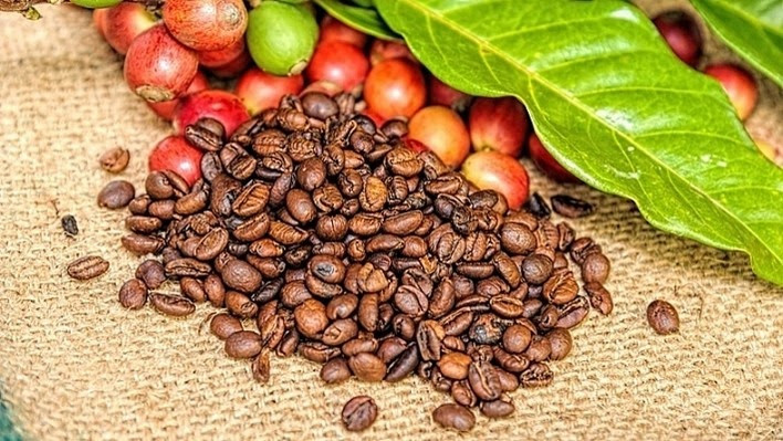 Lựa chọn những hạt cà phê hữu cơ