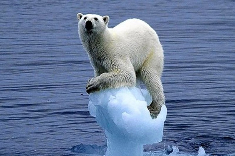 Khả năng nhịn ăn của gấu trắng Bắc Cực