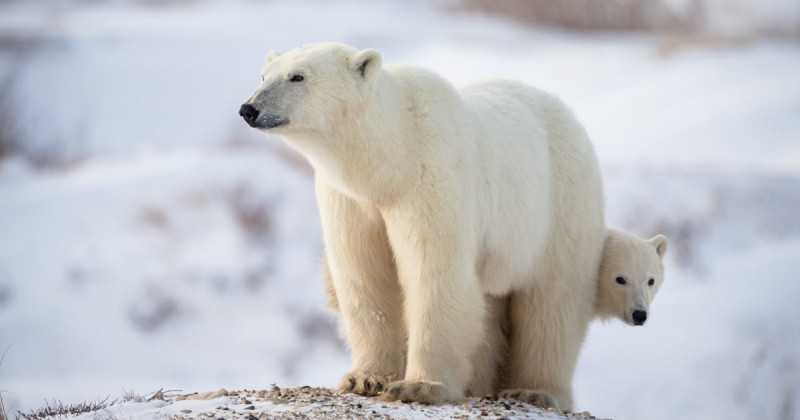 Giới thiệu về gấu trắng Bắc Cực