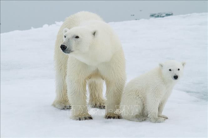 Gấu Bắc Cực là một ví dụ tiêu biểu của một động vật hoàn toàn thích nghi với môi trường