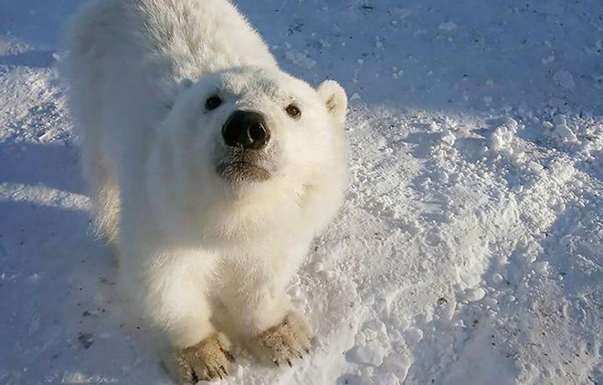 Đời sống của gấu trắng Bắc Cực