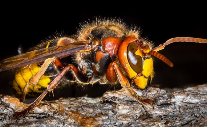 Thông tin cơ bản về Ong bắp cày