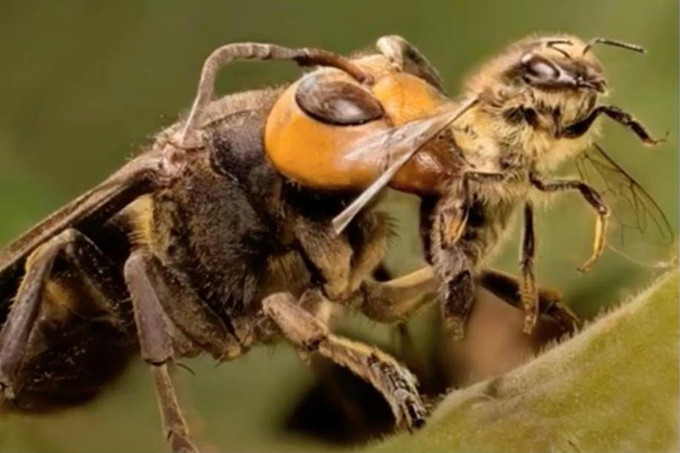 Ngòi độc của Ong bắp cày