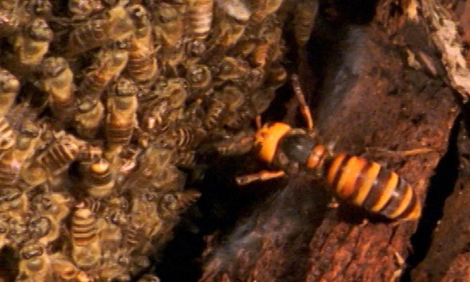 Cách ong bắp cày truyền tin cho nhau
