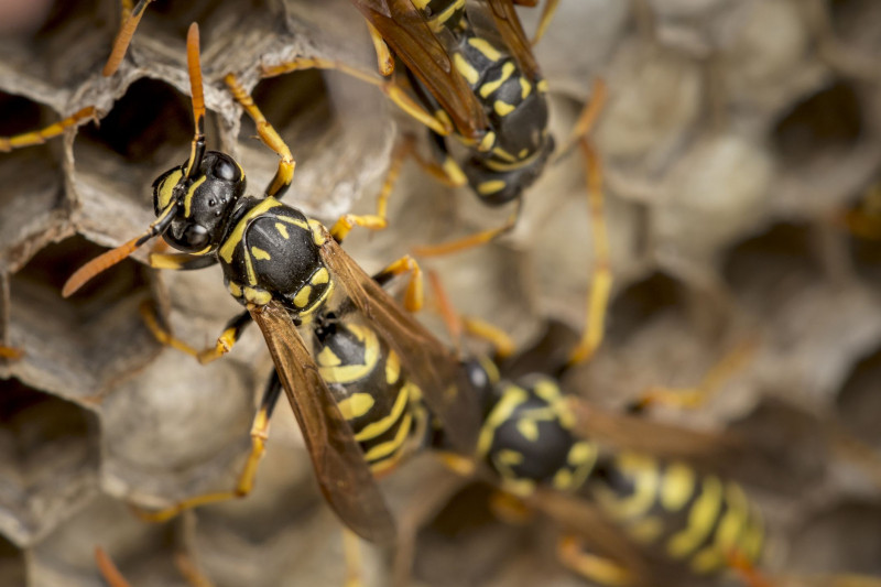 Một số thông tin thú vị về Ong Bắp Cày có thể bạn chưa biết: