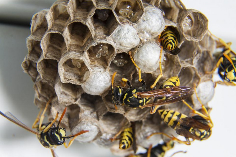 Một số thông tin thú vị về Ong Bắp Cày có thể bạn chưa biết: