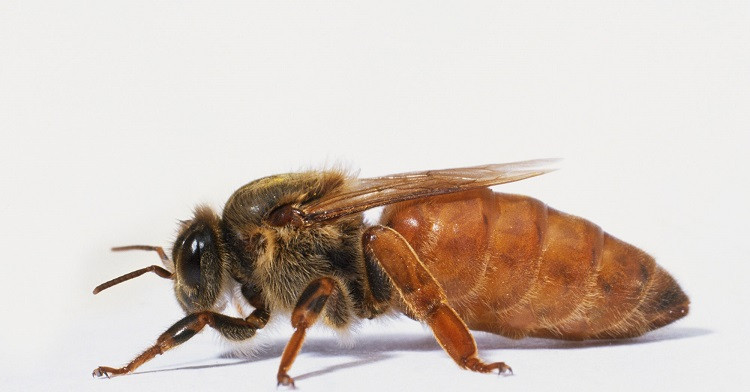 Ong chúa có mùi cơ thể độc đáo