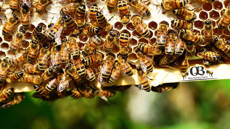 Chế độ ăn đặc biệt của ong chúa