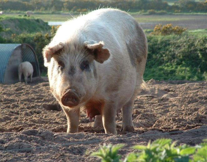 Tổng hợp thông tin về các loài lợn đặc trưng tại Việt Nam