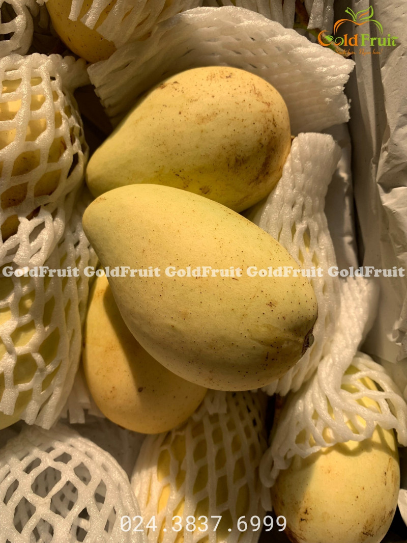 Gold Fruit - Hoa quả sạch Hà Nội